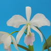 Cattleya   labiata  f.semi-alba carnea 'Carolyne' x self 