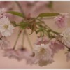 奈良九重桜～桜だより