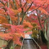 鷹峯・光悦寺の紅葉と源光庵の山茶花