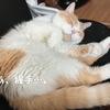 雨田甘夏、ちっぽです。【猫と自慢の宝物事情】