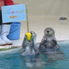 鳥羽水族館　春のラッコ祭り　その１．ラッコ編