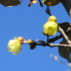 12月28日誕生日の花と花言葉歌句