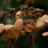 アジサイ：紫陽花　枯紫陽花