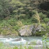 御岳渓谷_植物（東京都青梅市）