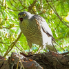 0418B【雀鷹の捕食 閲覧注意】猛禽類タカ科ツミに食べられる雛鳥？白鶺鴒とキセキレイの鳴き声。ムクドリの捕食、サザナミインコの爪切　#鶴見川水系でコンデジ野鳥撮影​　#身近な生き物語​ #ツミ​ #野鳥