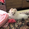 まるでお猿さん！ポメラニアンの猿期はいつからいつまで？