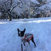 雪の公園