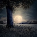 NORN garden*