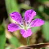 山行記　三瓶山　四座縦走　②