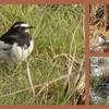 メダカと野鳥①（セグロセキレイ、ウグイス、メジロ、ツグミ）