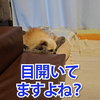 目が開いてるのに寝たふりを続ける17歳チワワ。ベッドのぬくもりを優先させています。#shorts