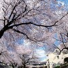 【桜】2022.4＠東京