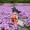 芝桜　三田　永沢寺花のじゅうたん