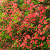 京都府植物園