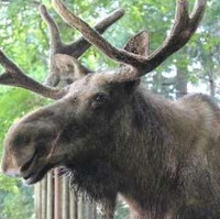 ヘラジカのいる動物園は 国内飼育展示動物園とヘラジカ情報まとめ アリエスコム Ariescom