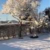 雪＠jan7