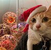 【旅行記】　あずきちゃんがいっぱい42　クリスマスマーケットを満喫！サンタコスでキラキラ体験🎅