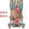 腸活すると、免疫が上がる理由。。