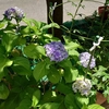 初夏の花壇…