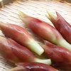 ミョウガに関する雑学！