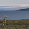 Project 500px Part-2 その03 : Sheep 