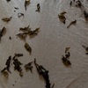 砕かれた草