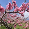 ■平成３１年４月8日（月）桃や桜が満開