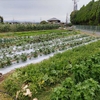 🍀🍀🍀🍀つちだファーム　京都市右京区　野菜生産販売　自動販売機