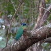 Amazonian Motmot ハチクイモドキ