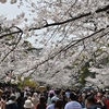 🌸上野公園では桜が満開になりました😊