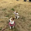 ゆめ、1歳になりました
