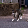 地元繁華街のねこさん