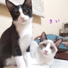 美男子☆子猫兄弟12/15ねこのおうちさがし＠忠岡に参加予定