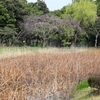 三溪園の蓮池（神奈川県横浜）