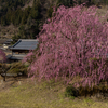 大樹の梅