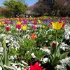 チューリップまつり　なばなの里／花のテーマパーク@三重県