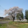 今日の桜