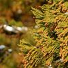 花粉症予防、改善に効果的なオススメ食べ物・飲み物