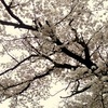 ふるさとの桜、しばしの別れ。