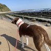 宮崎　白浜海水浴場で犬と散歩