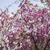 八重の桜