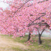 咲き進む河津桜：三菱ケミカル