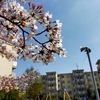 村野団地の桜