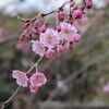 枝垂れ桜と成長