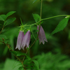 ホタルブクロ：蛍袋、提灯花、釣鐘草、風鈴草