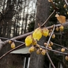 庭に咲く冬の花、切らなくてよかった～！