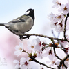 四十雀（シジュウカラ）♀