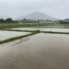 雨降りの日曜日