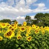 夏～ですねえ