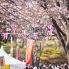 【１９７】北区王子　飛鳥山公園からソメイの故郷へ